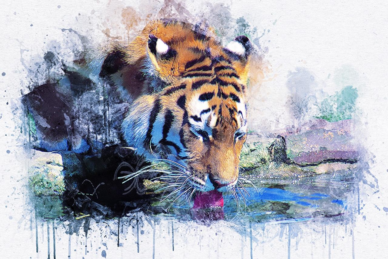 Wallpaper tiger Drinking water Pictorial art animal Painting Art