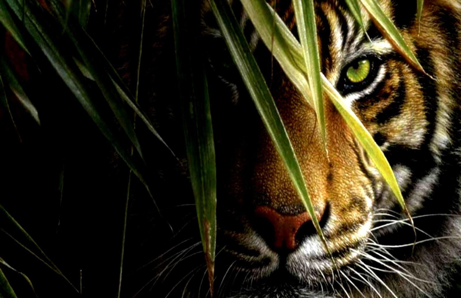 Tiger Wallpaper HD For Desktop