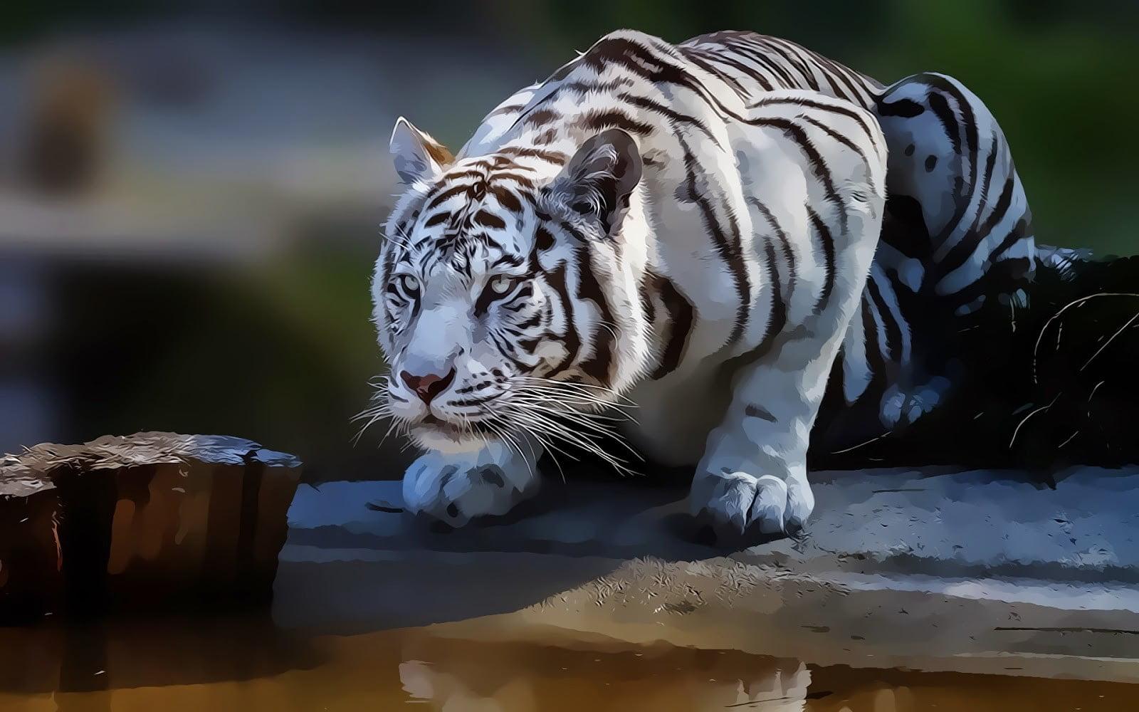 Black and white albino tiger, tiger, white tigers, animals