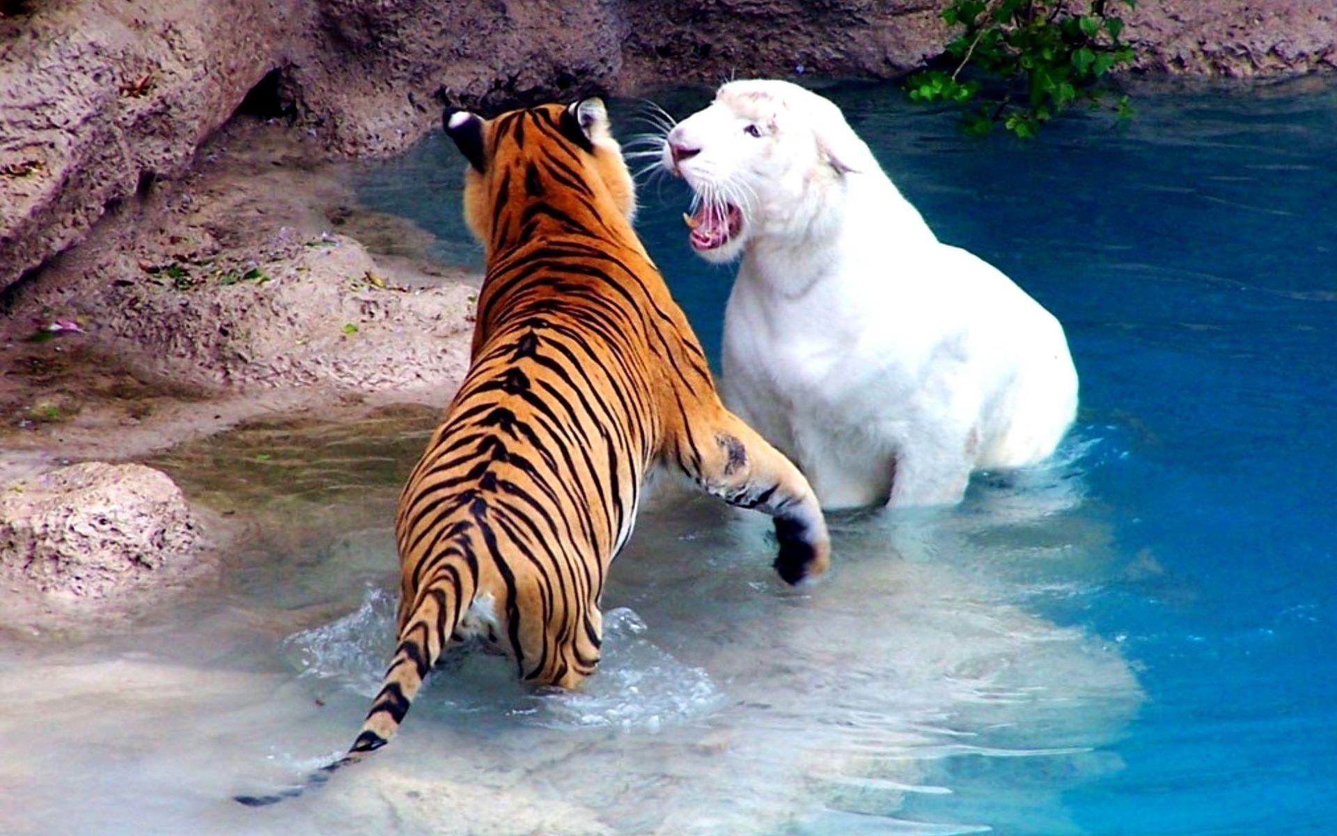 animals tigers fight white tiger 1920x1200 wallpaper High