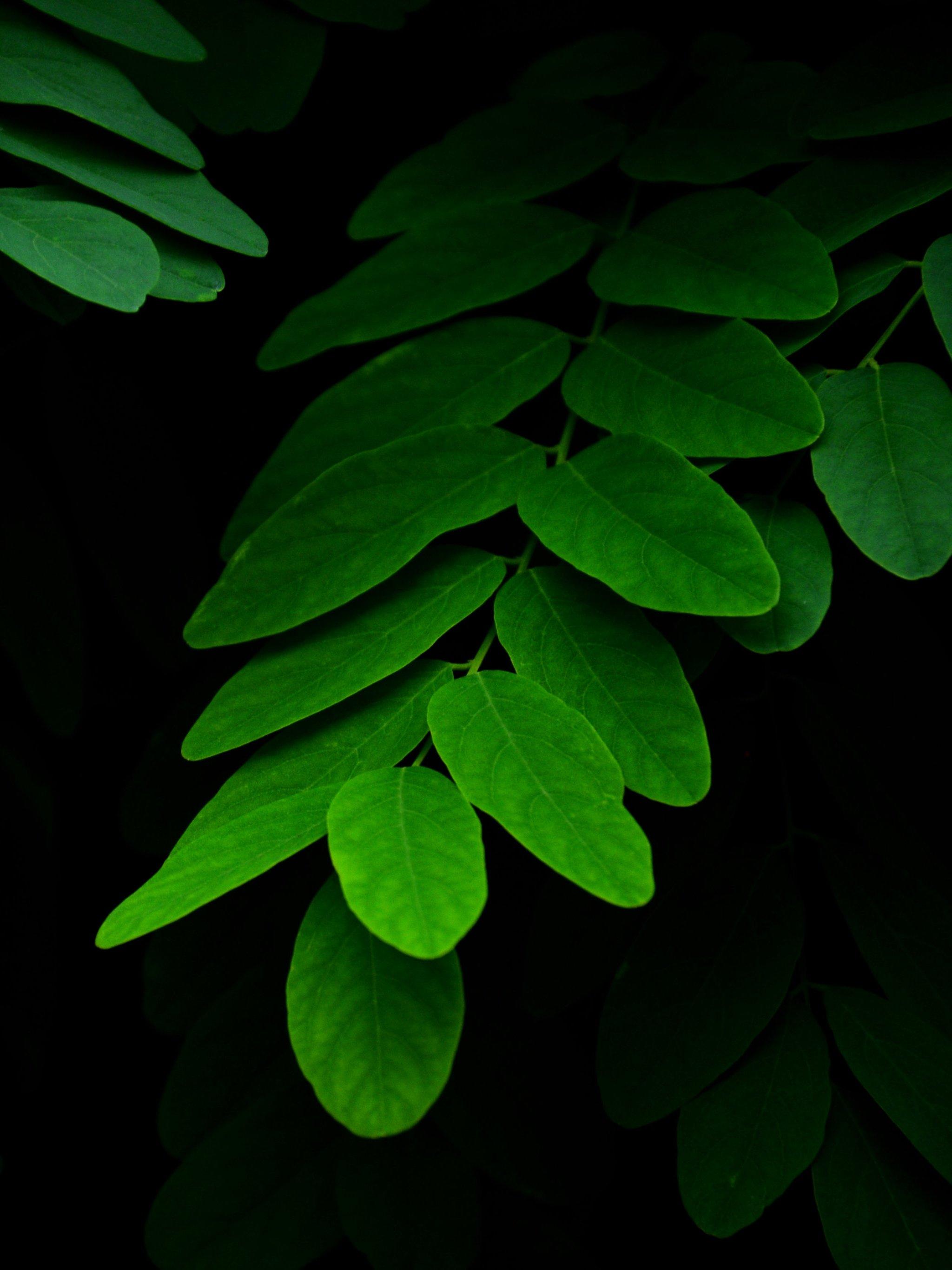 Leaves on Black Background Wallpaper, Android