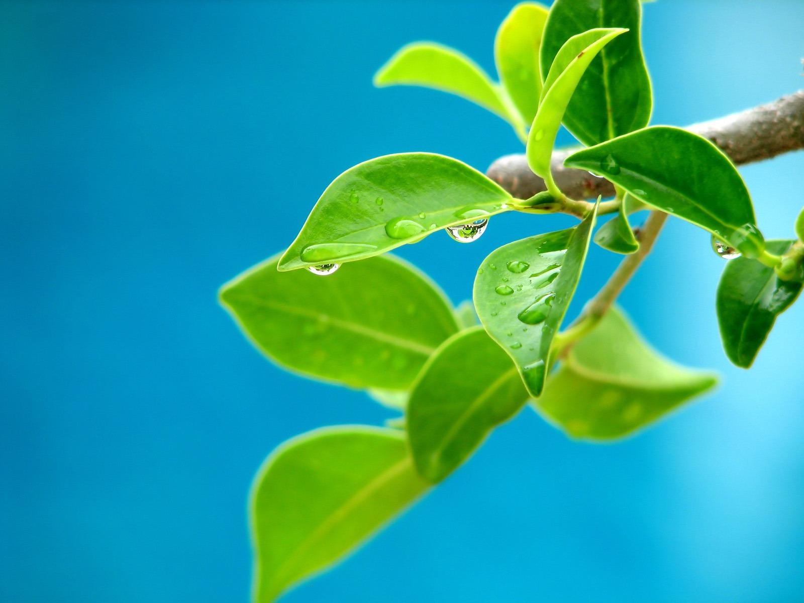 Beautiful Leaves Wallpaper Other Nature Wallpaper in jpg