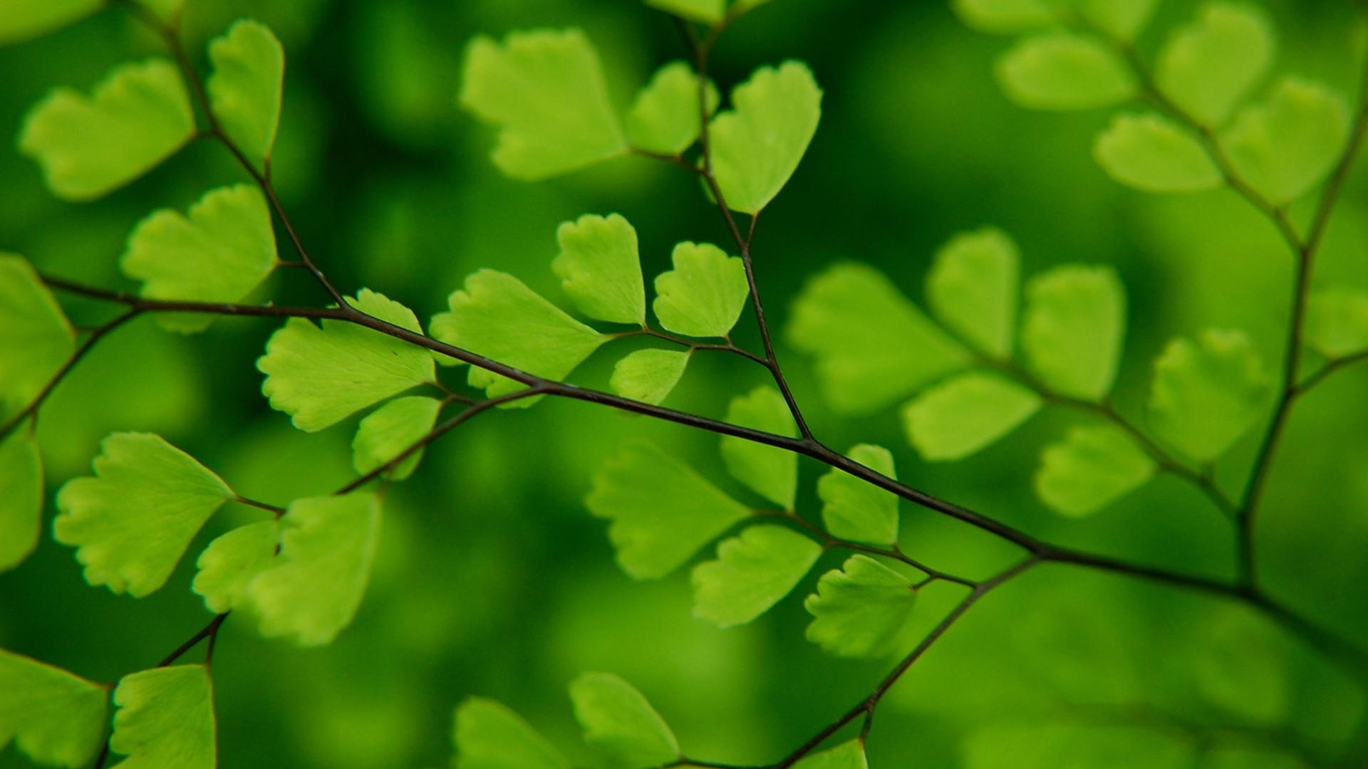 Leaves Wallpaper 11 X 1080