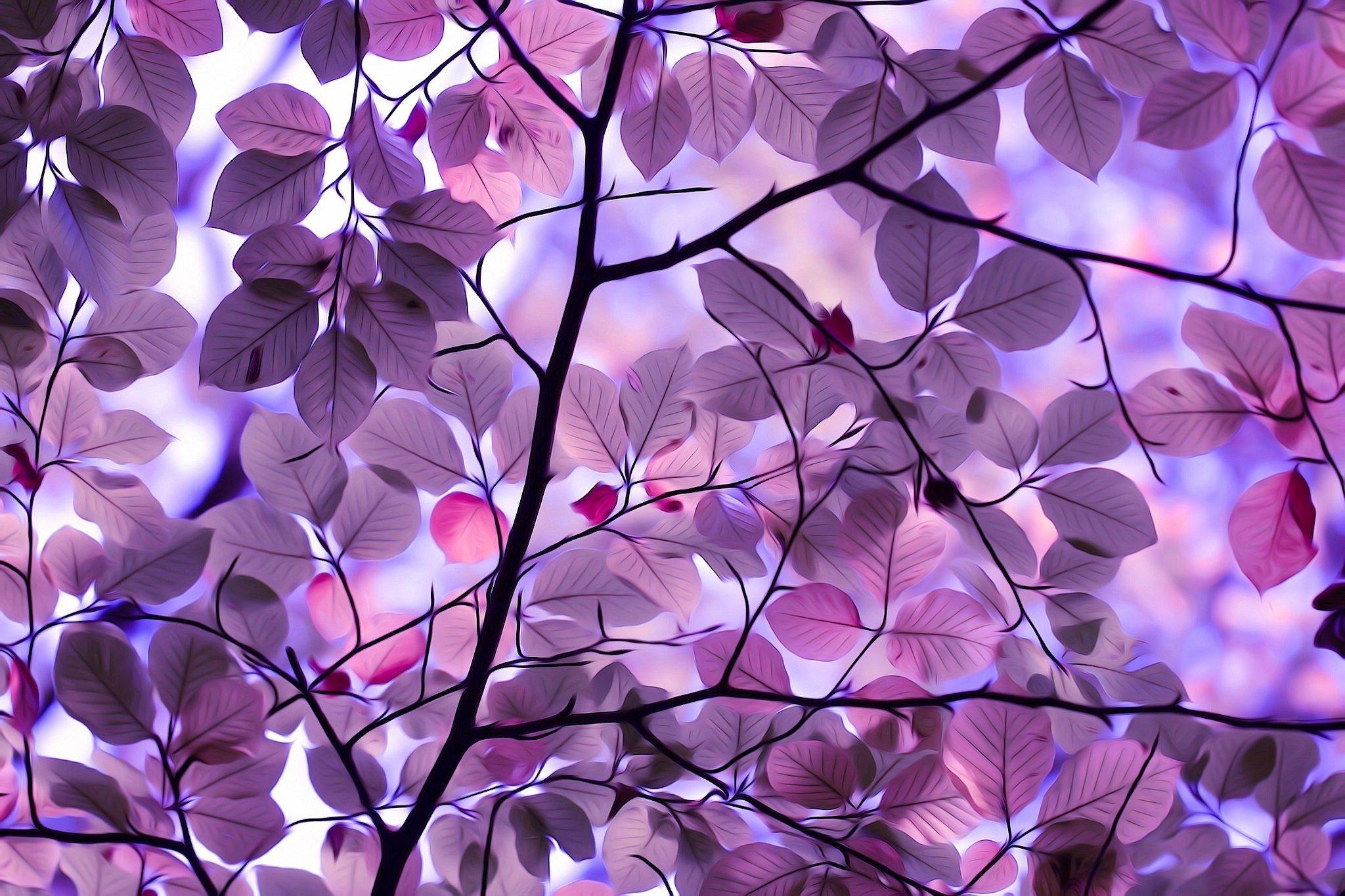Purple Leaves, HD Nature, 4k Wallpaper, Image, Background