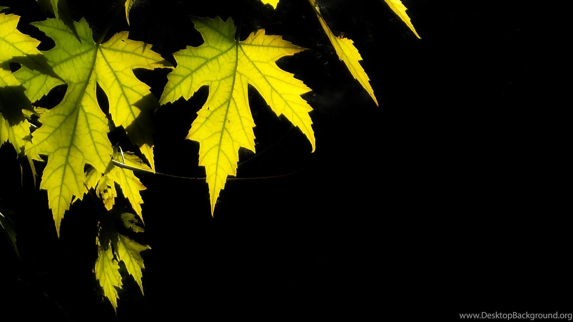 HD Leaves Wallpaper And Photo Desktop Background