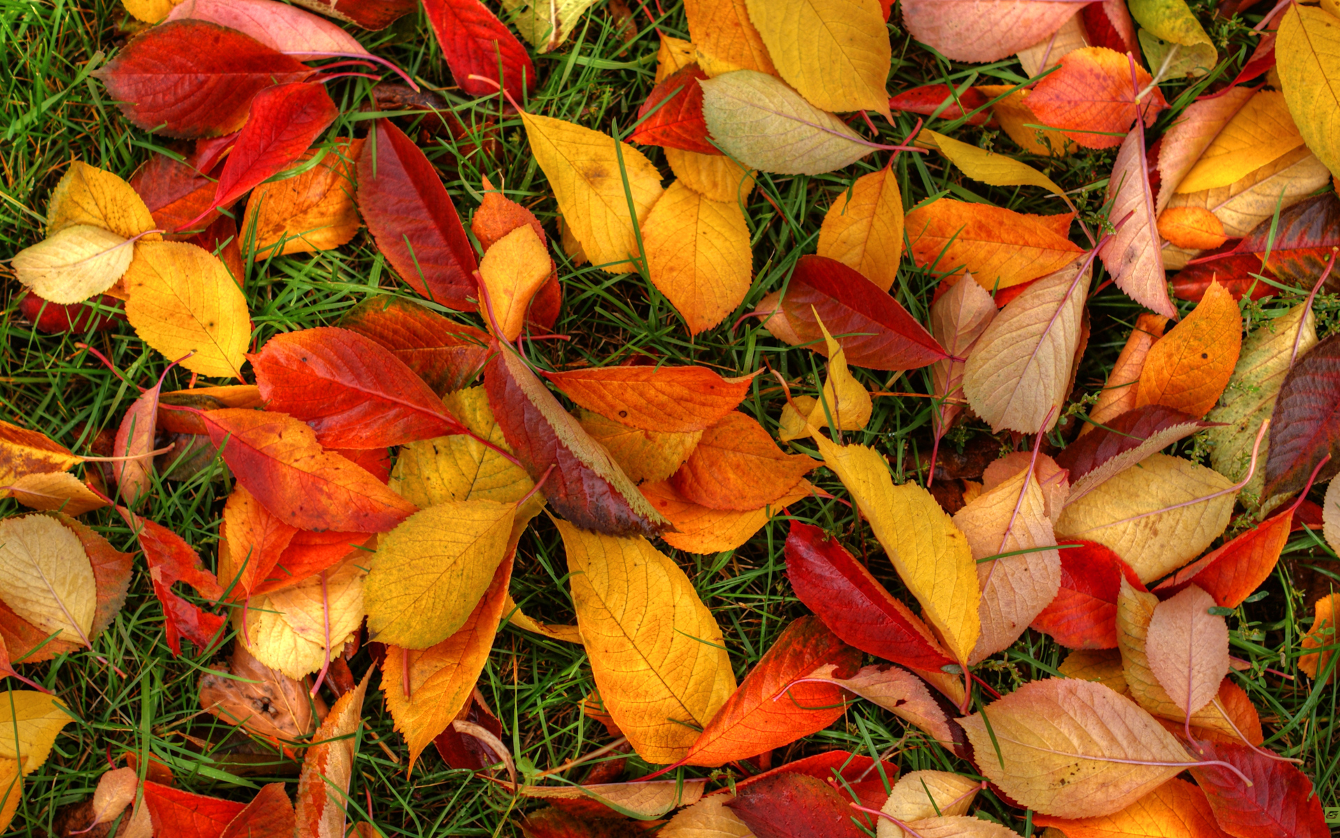 Autumn Leaves # 1920x1200. All For Desktop