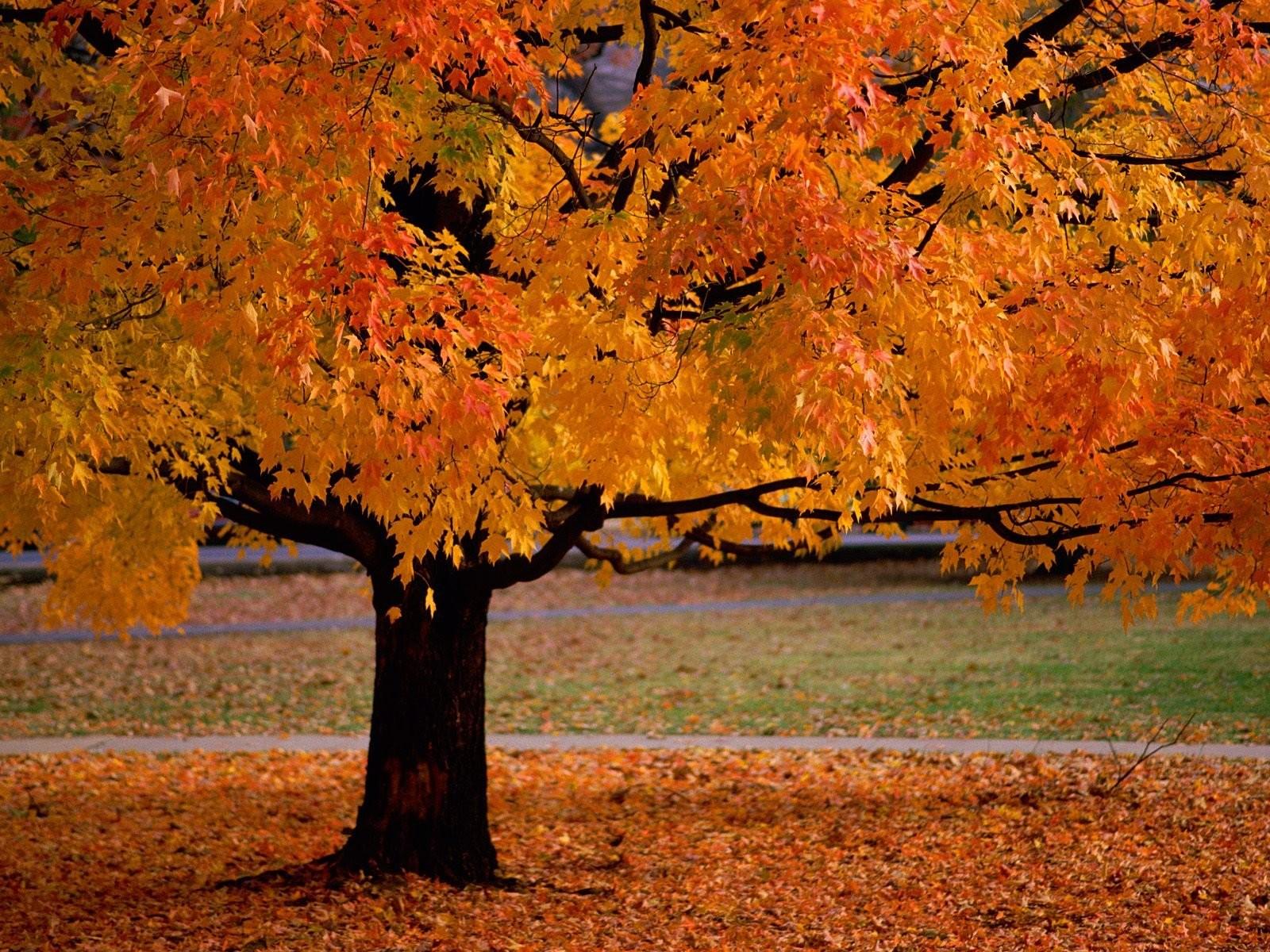 Autumn, Leaves, Fallen, Orange, Forest, Ultra HD, Desktop