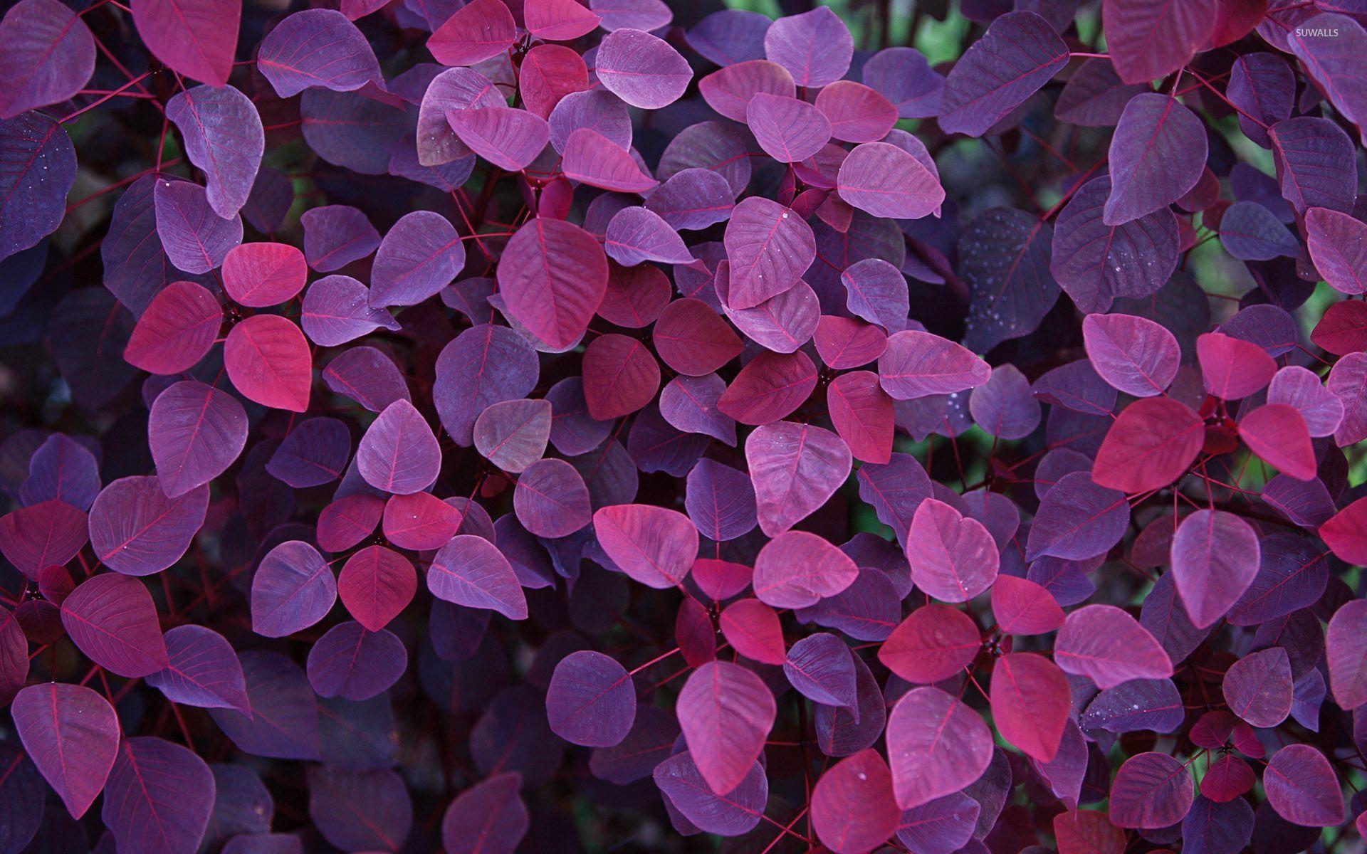 Purple leaves wallpaper wallpaper