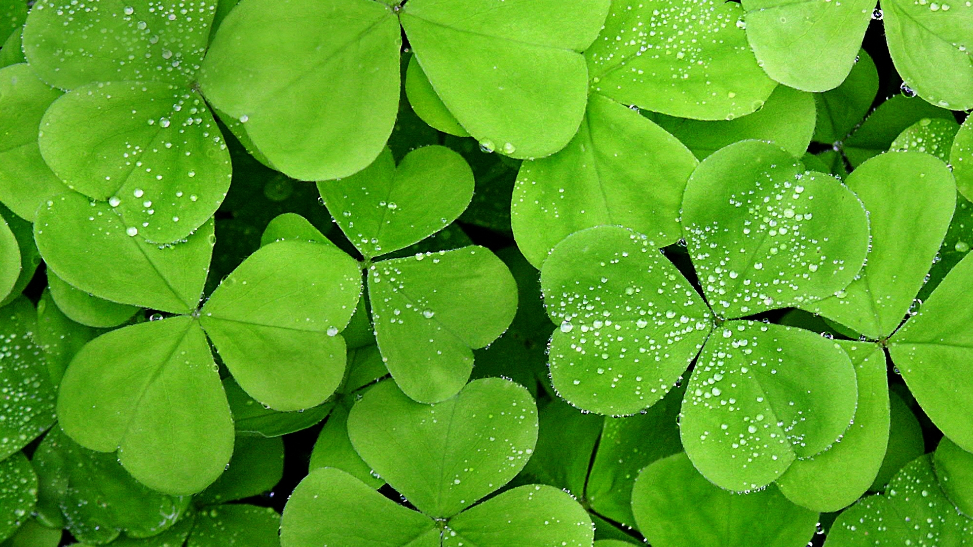Leaves Wallpaper 6 X 1080