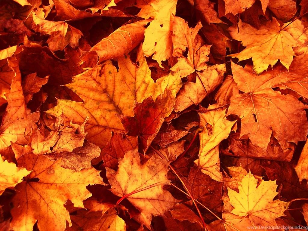 Fall Leaves Wallpaper Picture Desktop Background