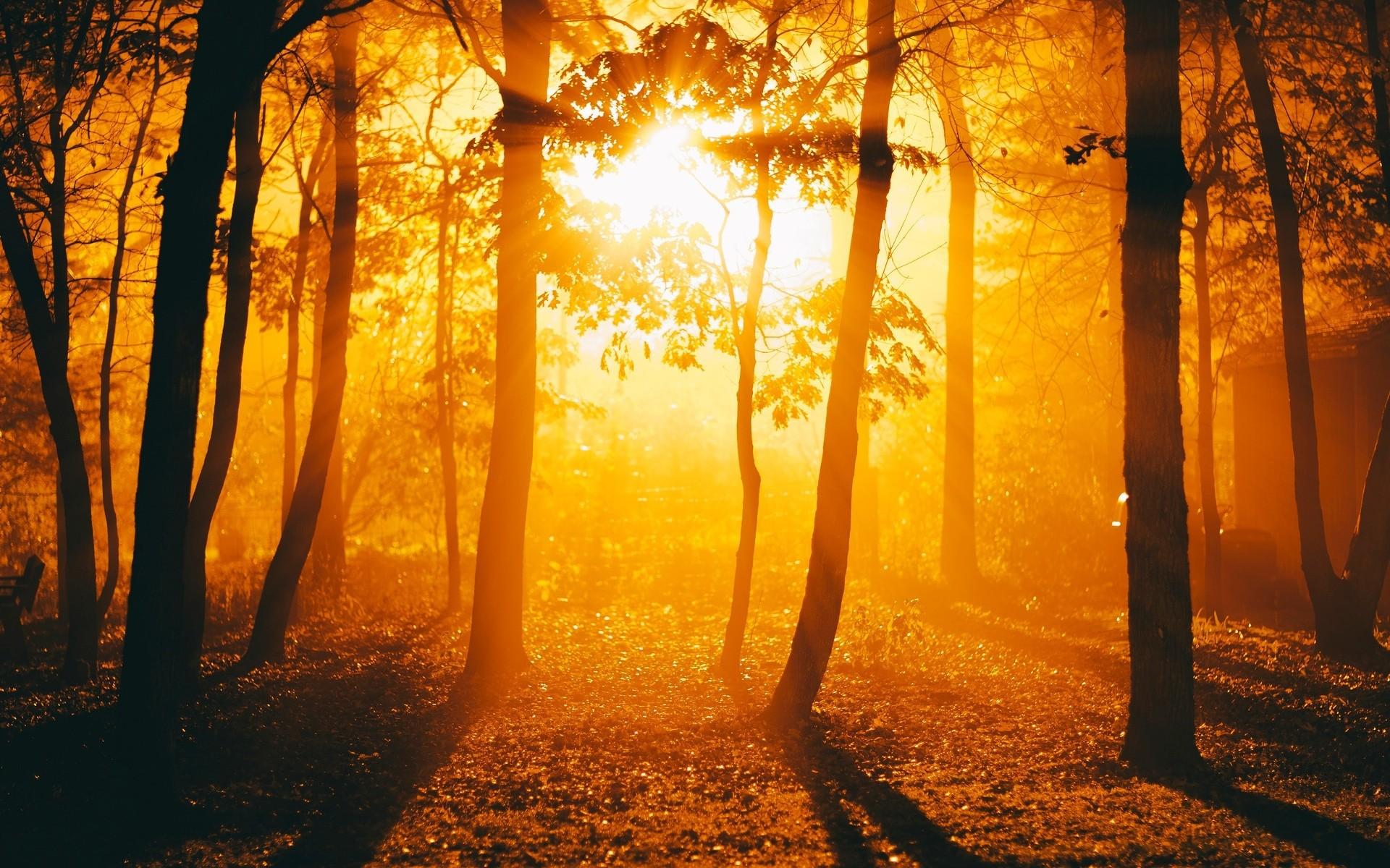 Fiery sunset in autumn forest wallpaper and image