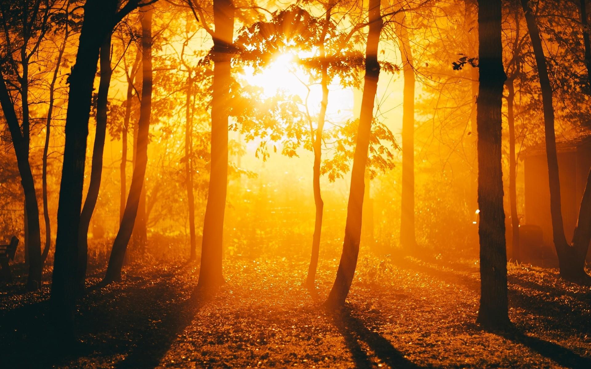 Sunset Autumn Forest Wallpapers - Wallpaper Cave