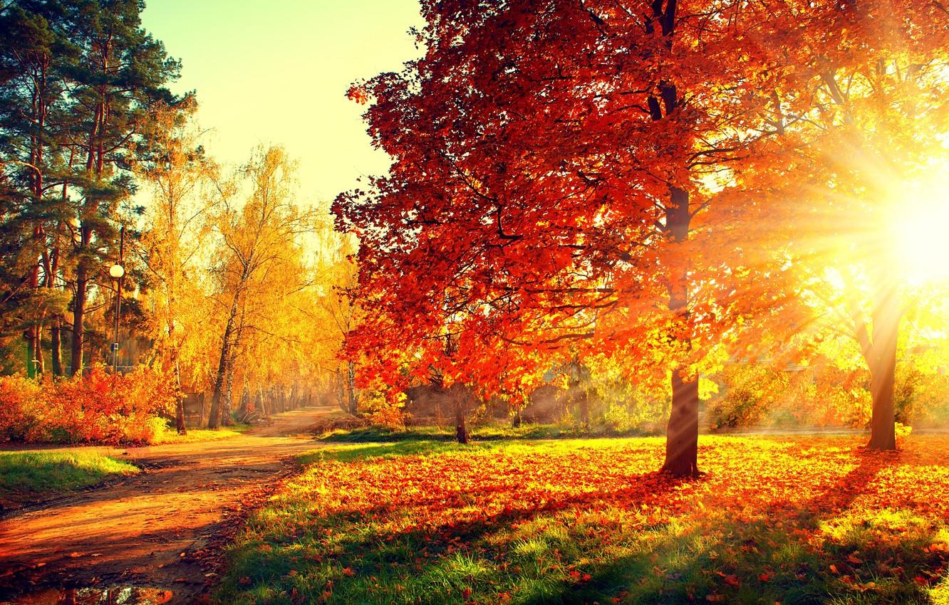 Wallpaper road, autumn, forest, leaves, trees, sunset