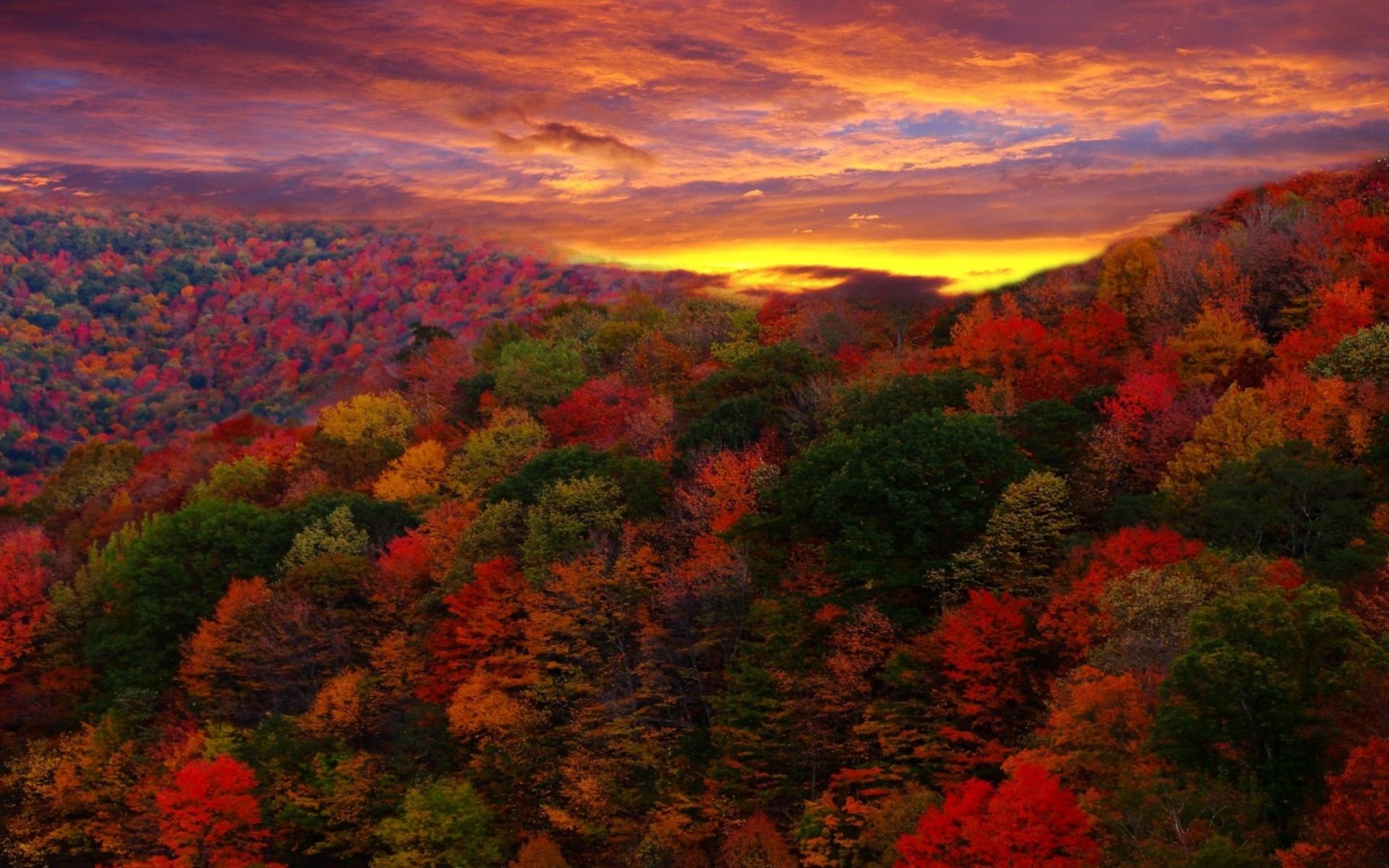 Sunset over Autumn Forest Landscape