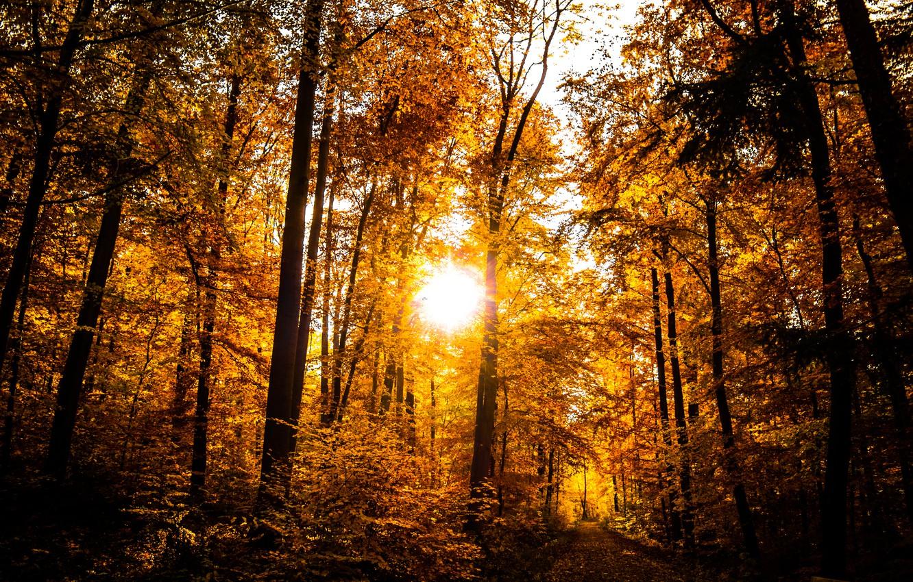 Wallpaper Sun, Sunset, Autumn, Forest, Trees, Leaves