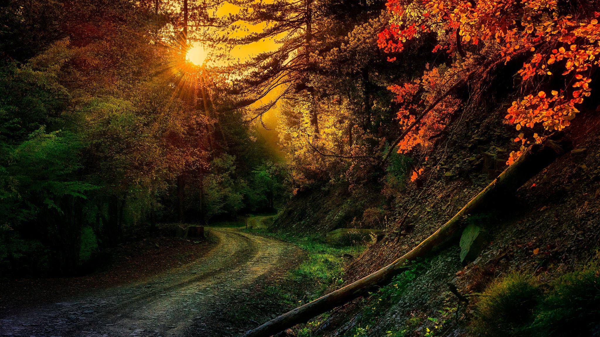 Path at Sunset in Autumn Forest HD Wallpaper. Background