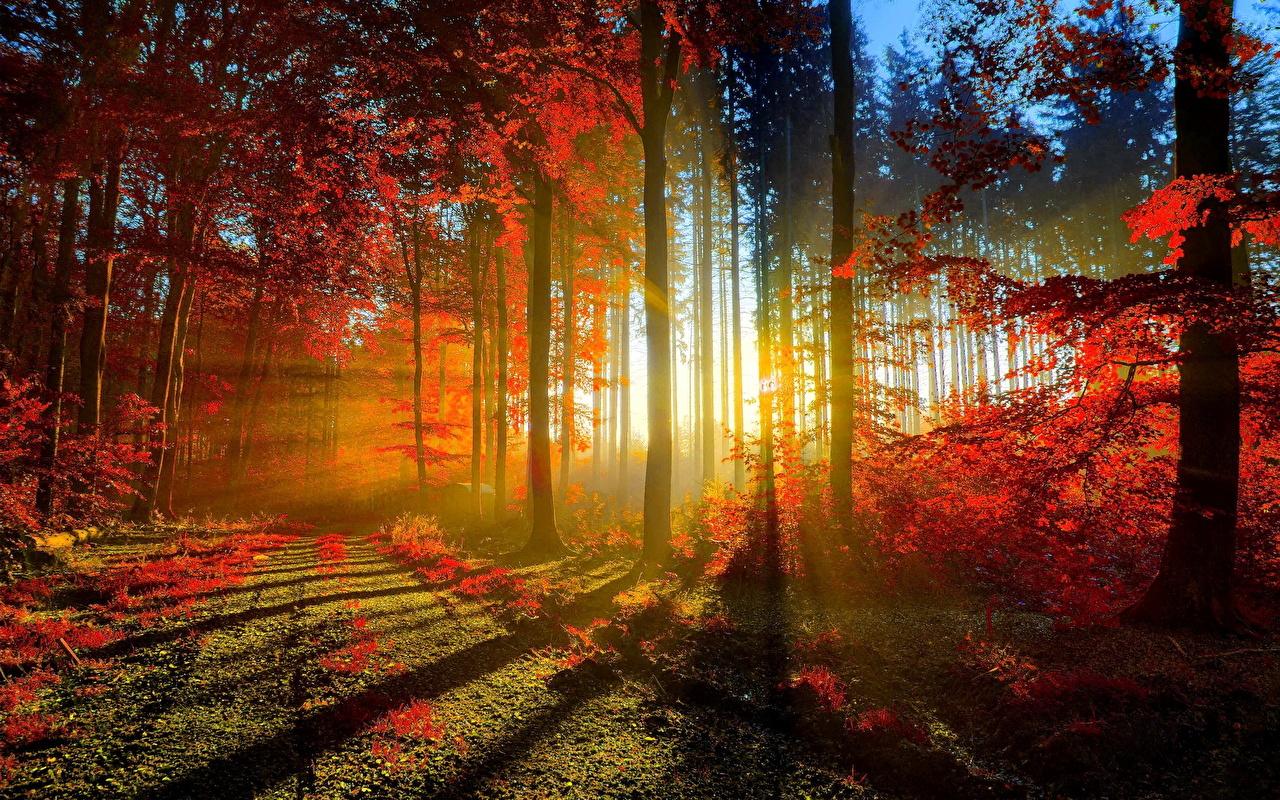 image Rays of light Nature Autumn Forests sunrise and sunset
