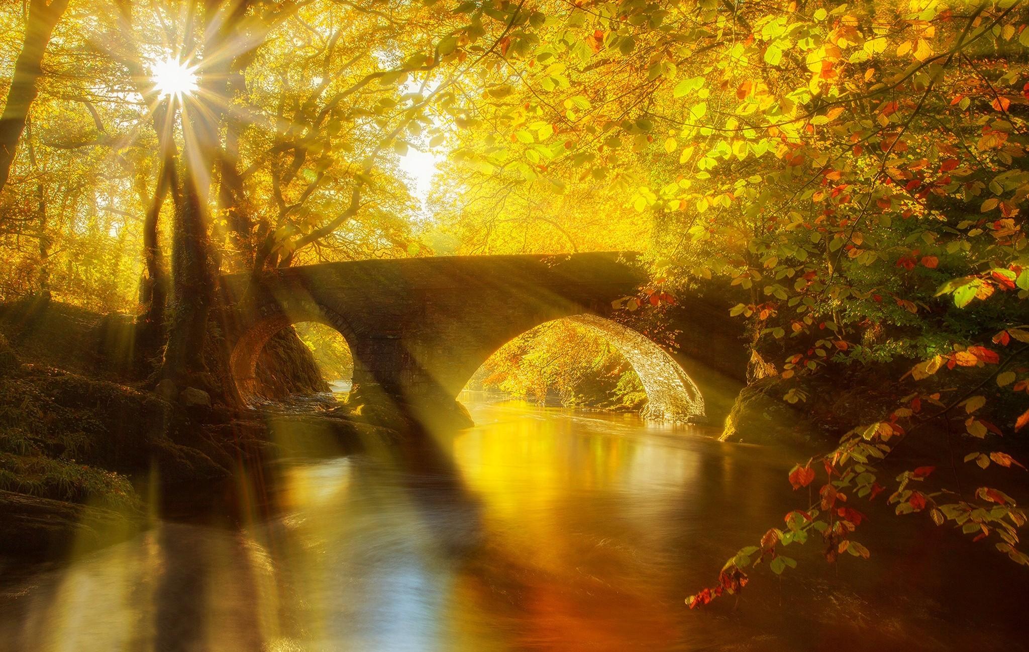 Sun Shining on Autumn Forest, HD Nature, 4k Wallpaper