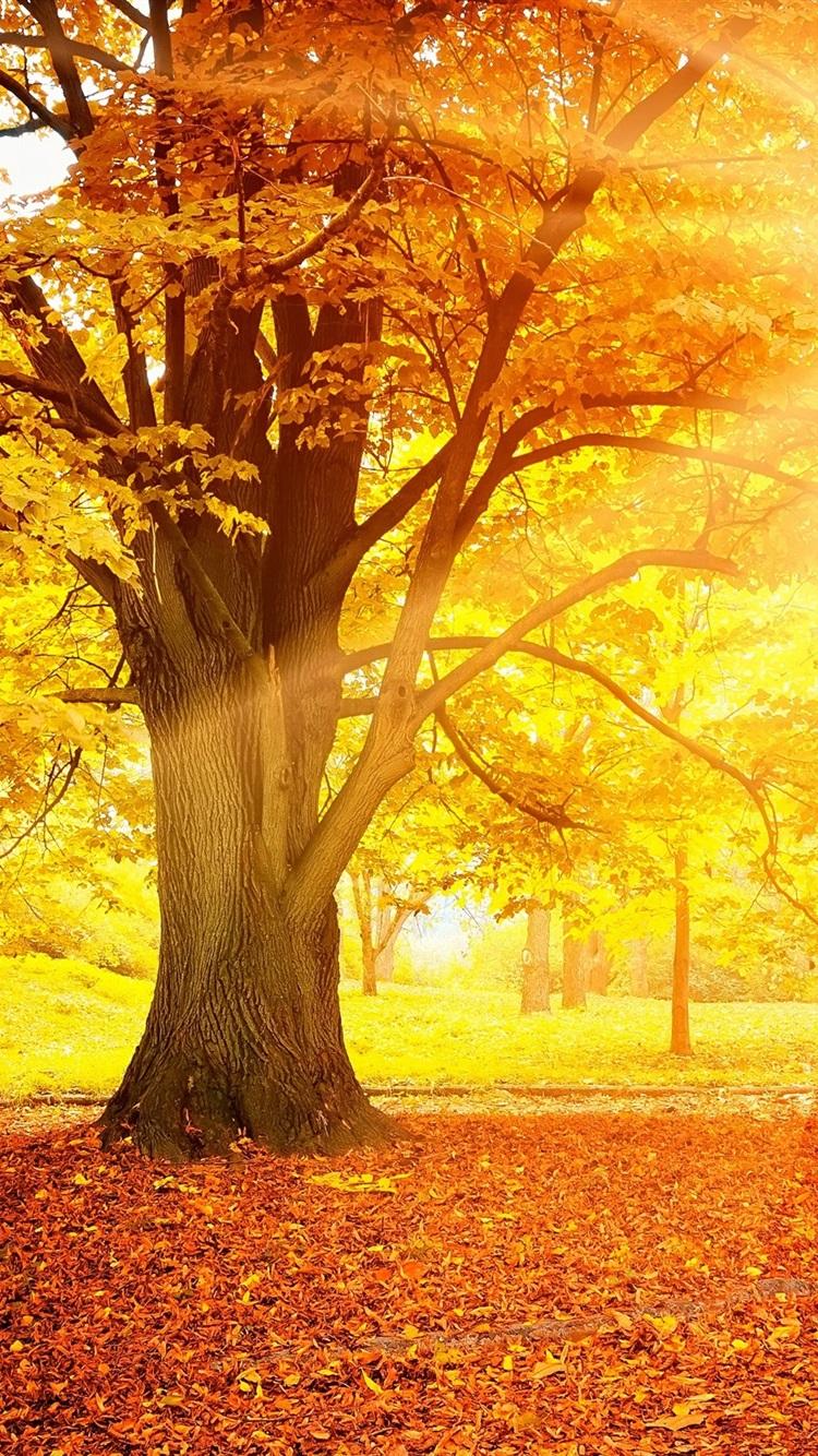 Wallpaper Sunset autumn, forest, yellow leaves, trees, sun