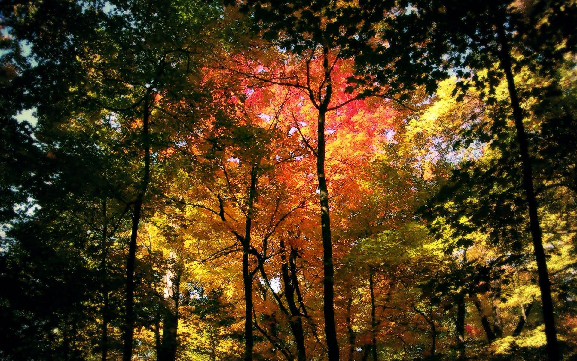 Beautiful picture. Autumn forest