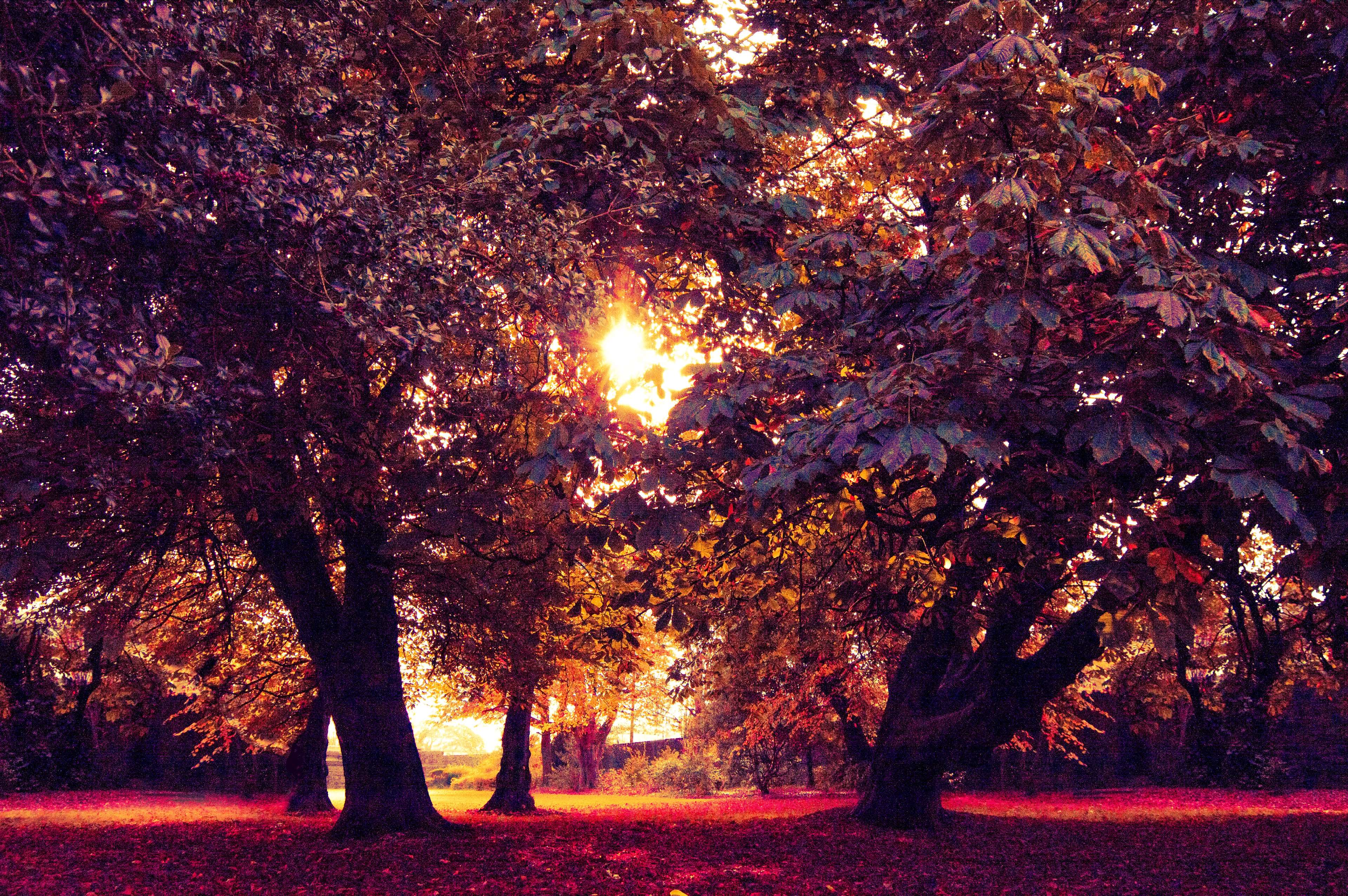 Sunset Autumn Forest Wallpapers - Wallpaper Cave