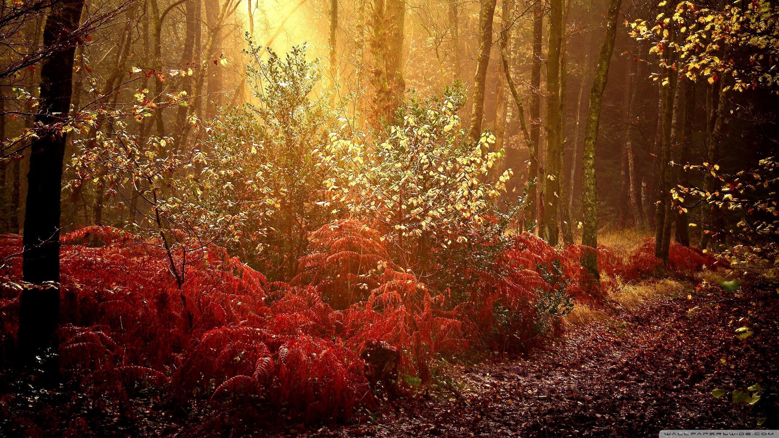 Autumn Forest ❤ 4K HD Desktop Wallpaper for 4K Ultra HD TV