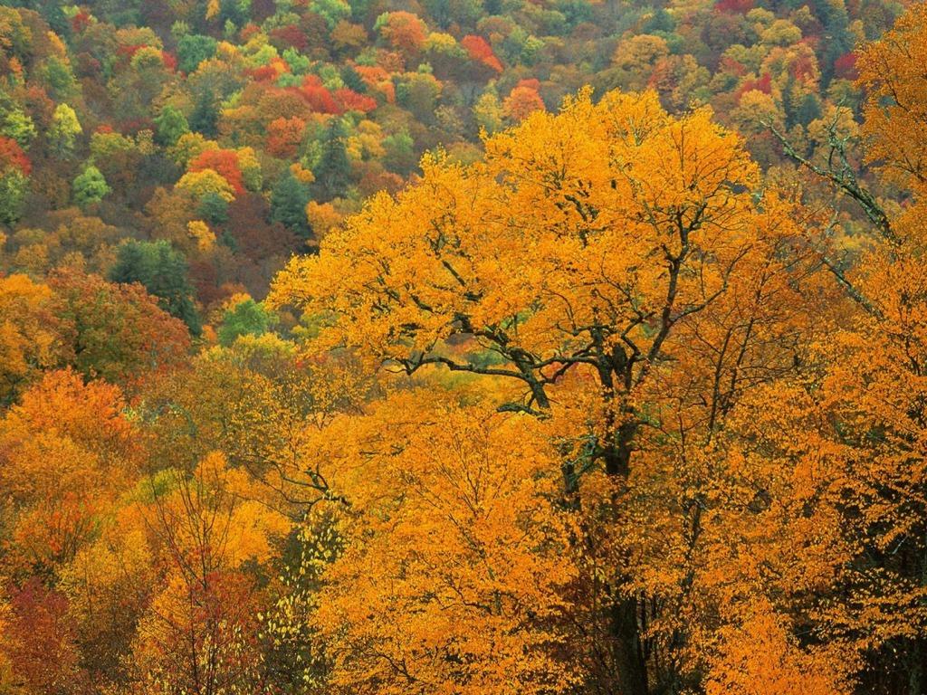 Big ultra, Autumn forest, picture bright