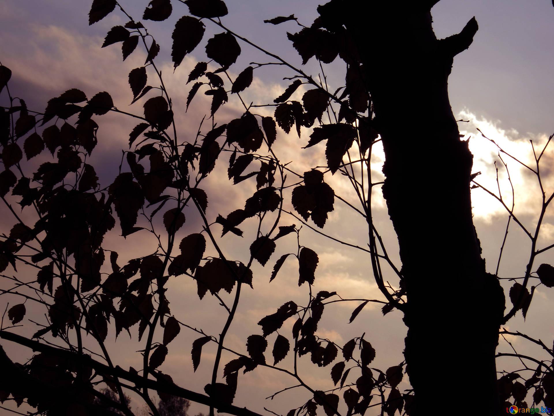 The sun in the forest sunset in autumn forest landscape № 24804