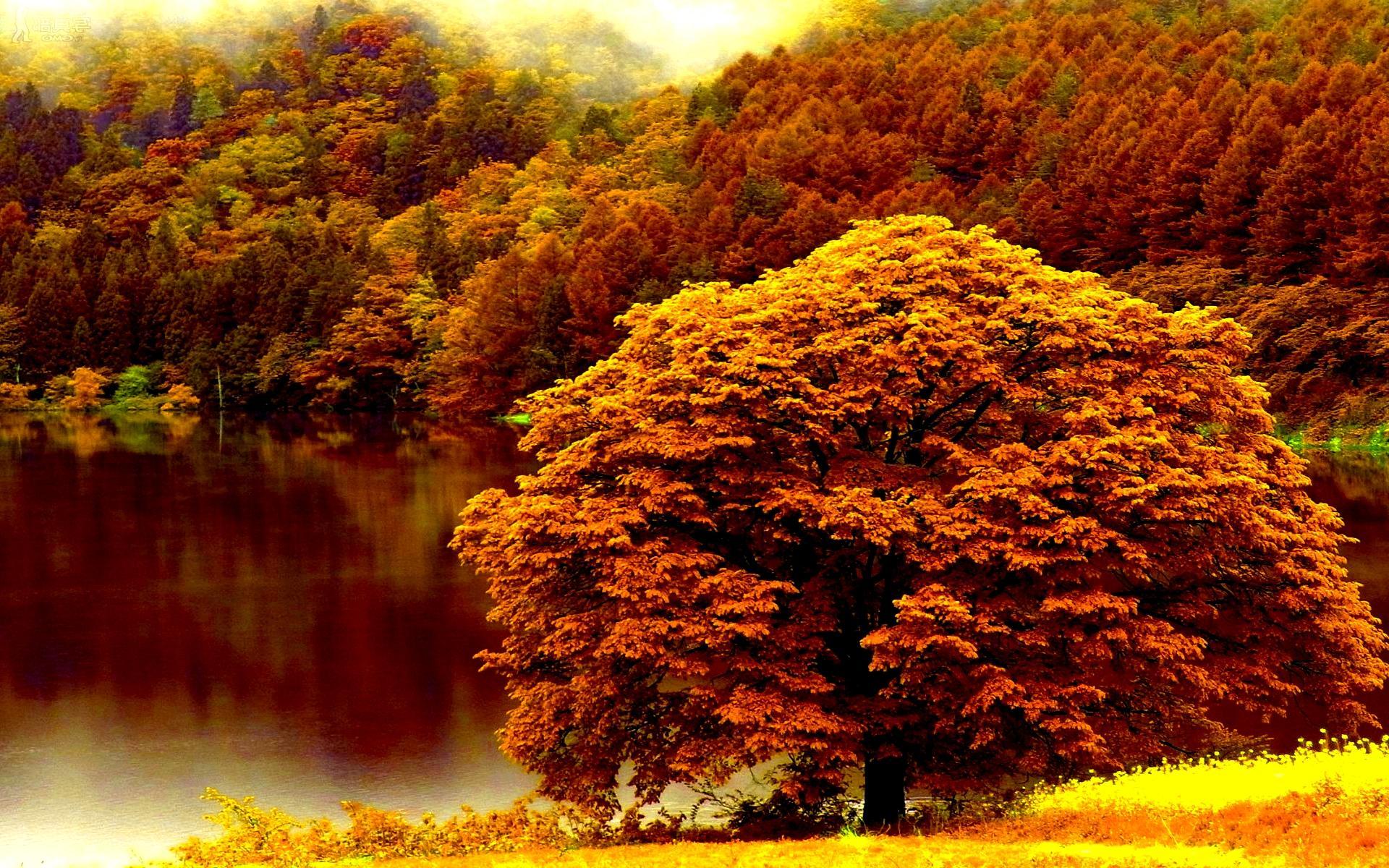 Autumn forest lake wallpaperx1200