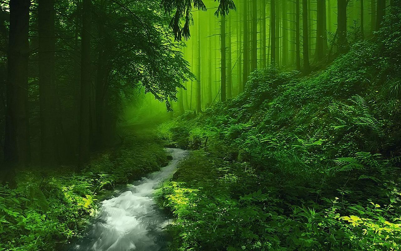 Beautiful Forest HD Image. Live HD Wallpaper HQ Picture