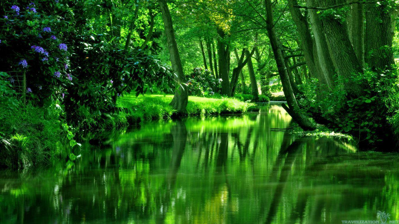 River Forest Beautiful HD Wallpaper at