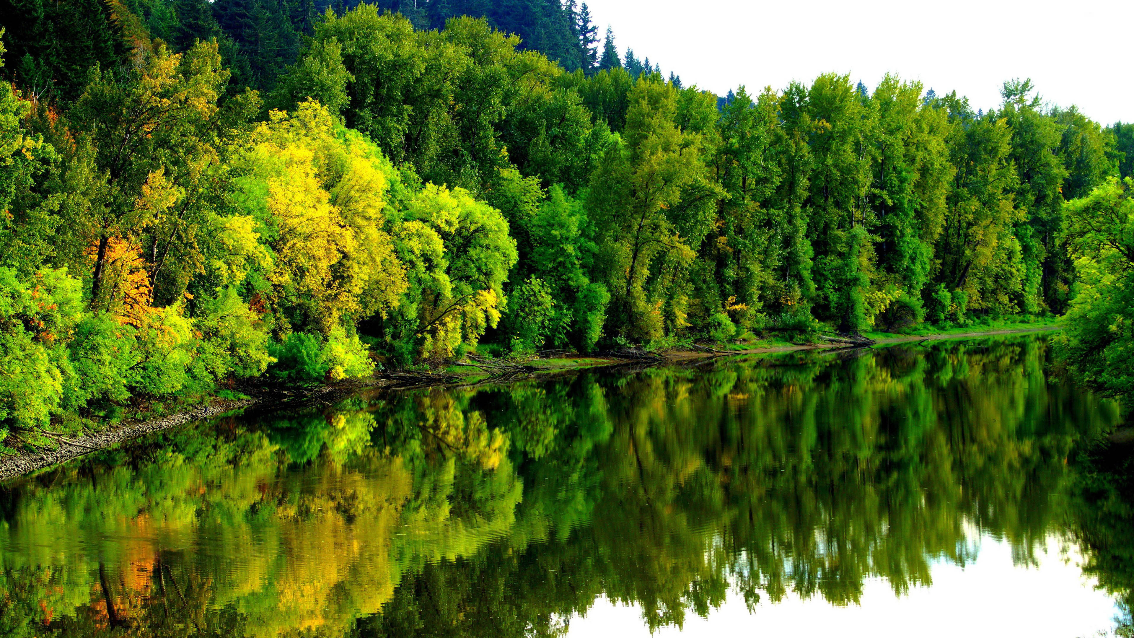 Beautiful Green Forest 4K HD Desktop Wallpaper for 4K Ultra
