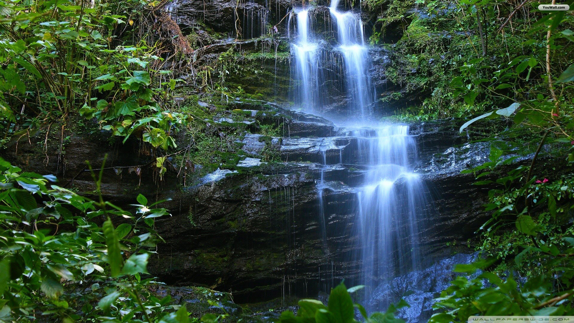 Forest Waterfall Wallpaper background picture