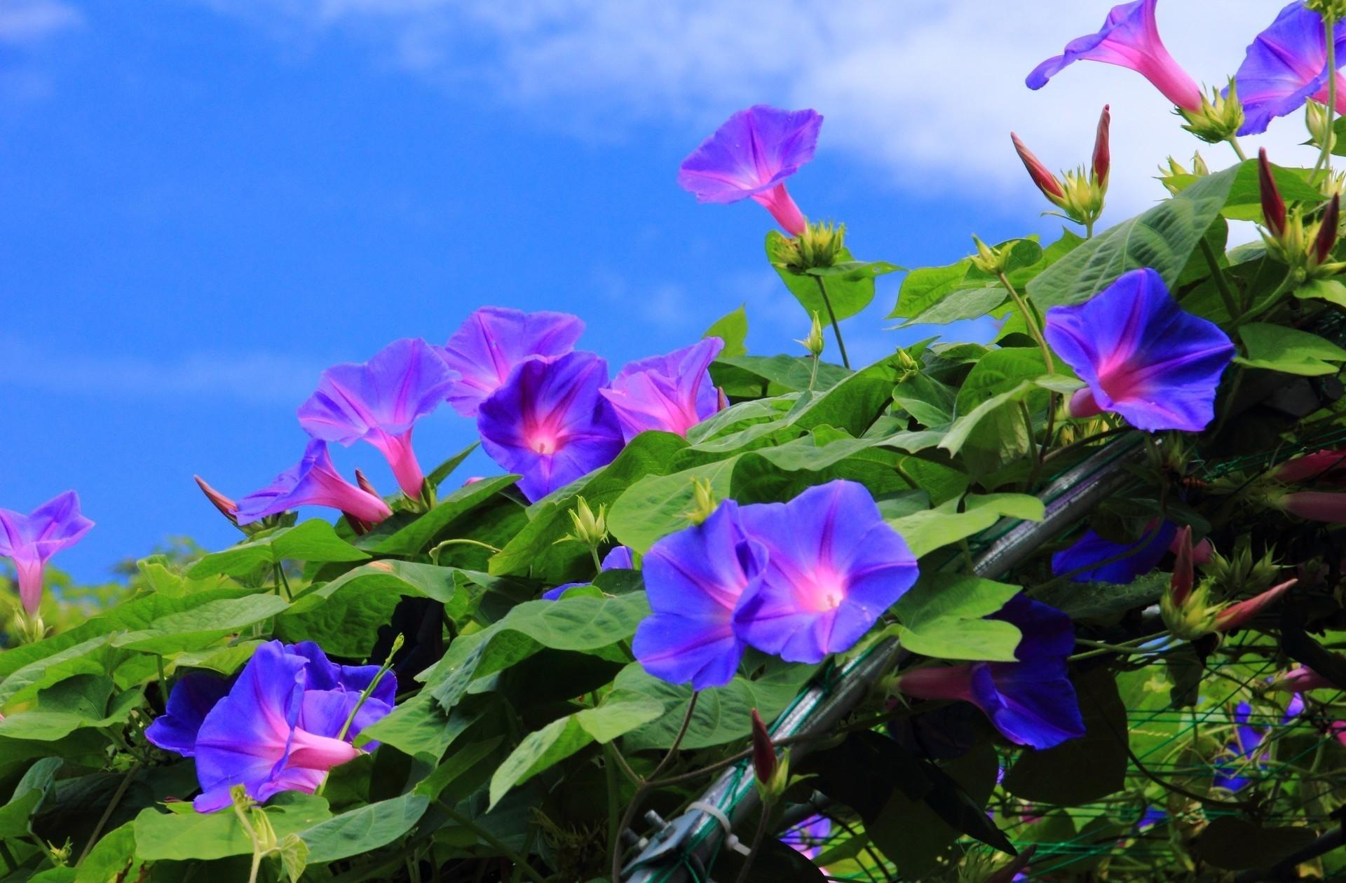 Field of morning glory wallpaper