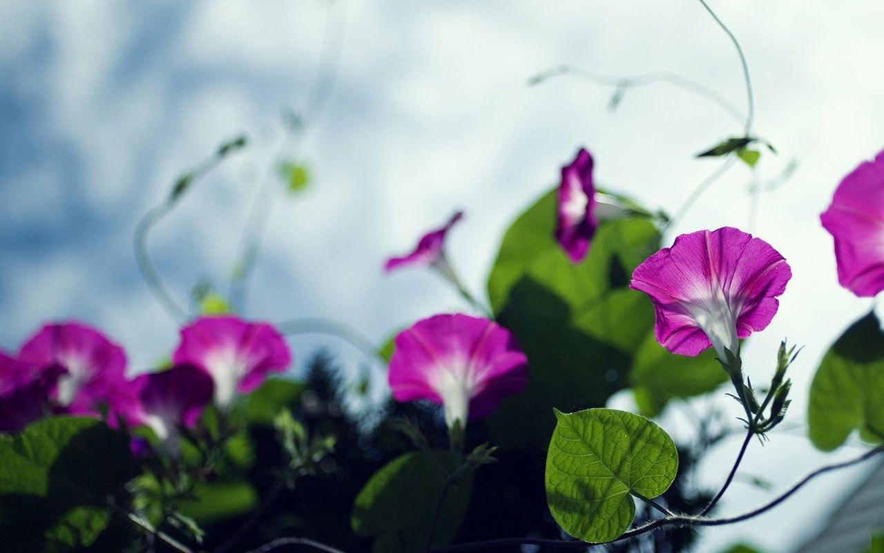 Morning glory wallpaper