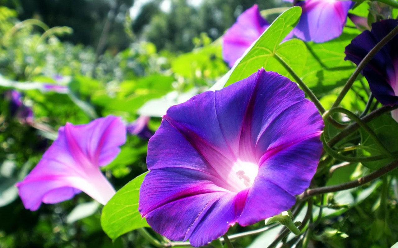 Windwo 10 morning glory wallpaper