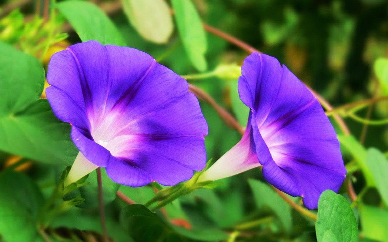 Morning Glory Wallpaper 4 X 800