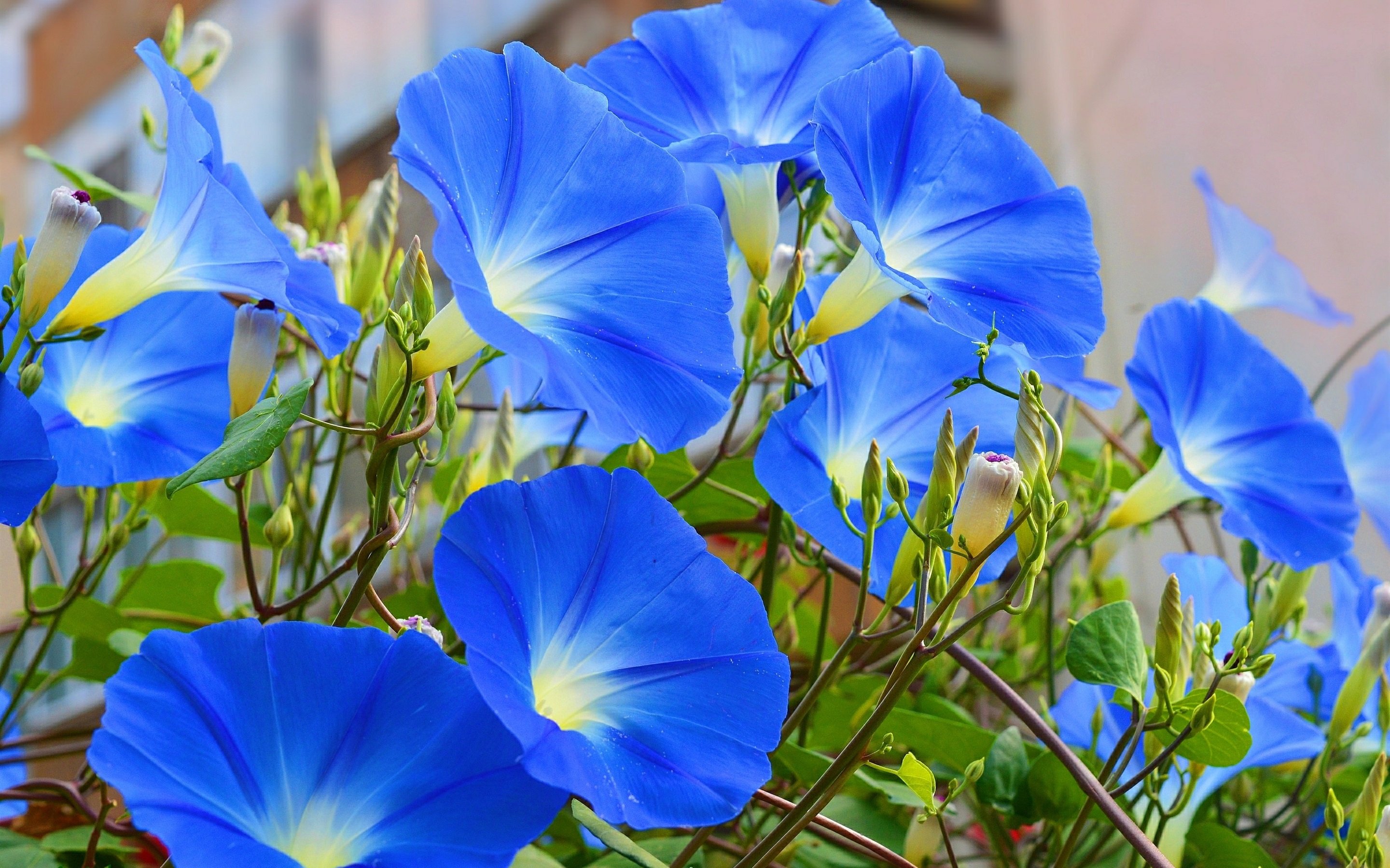 Wallpaper Blue flowers, morning glory 2880x1800 HD Picture