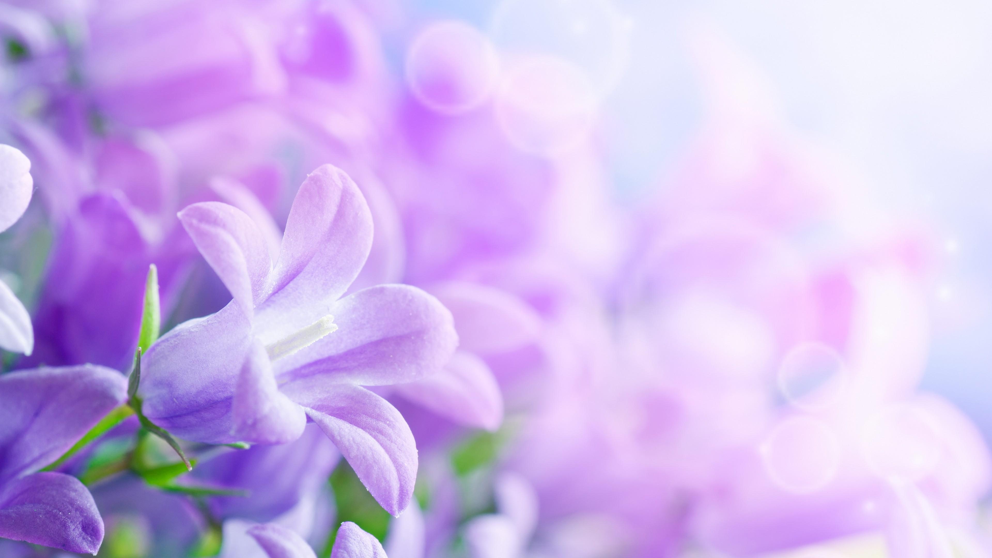 Wallpaper Morning glory, 5k, 4k wallpaper, 8k, purple