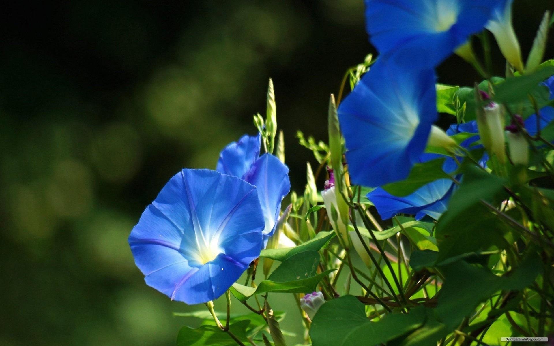 Morning Glory Wallpapers - Wallpaper Cave