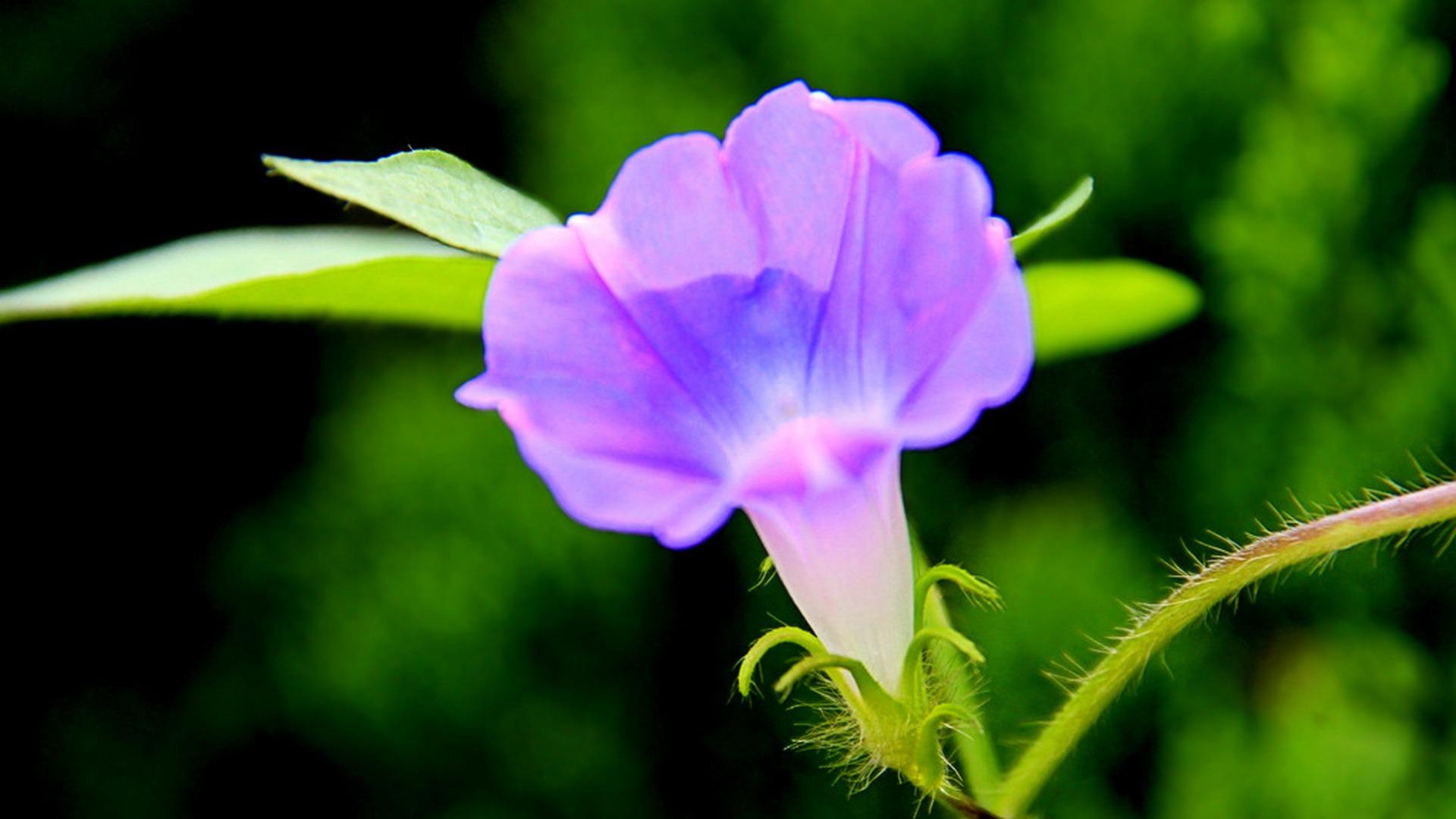 Morning Glory Wallpaper 12 X 1080