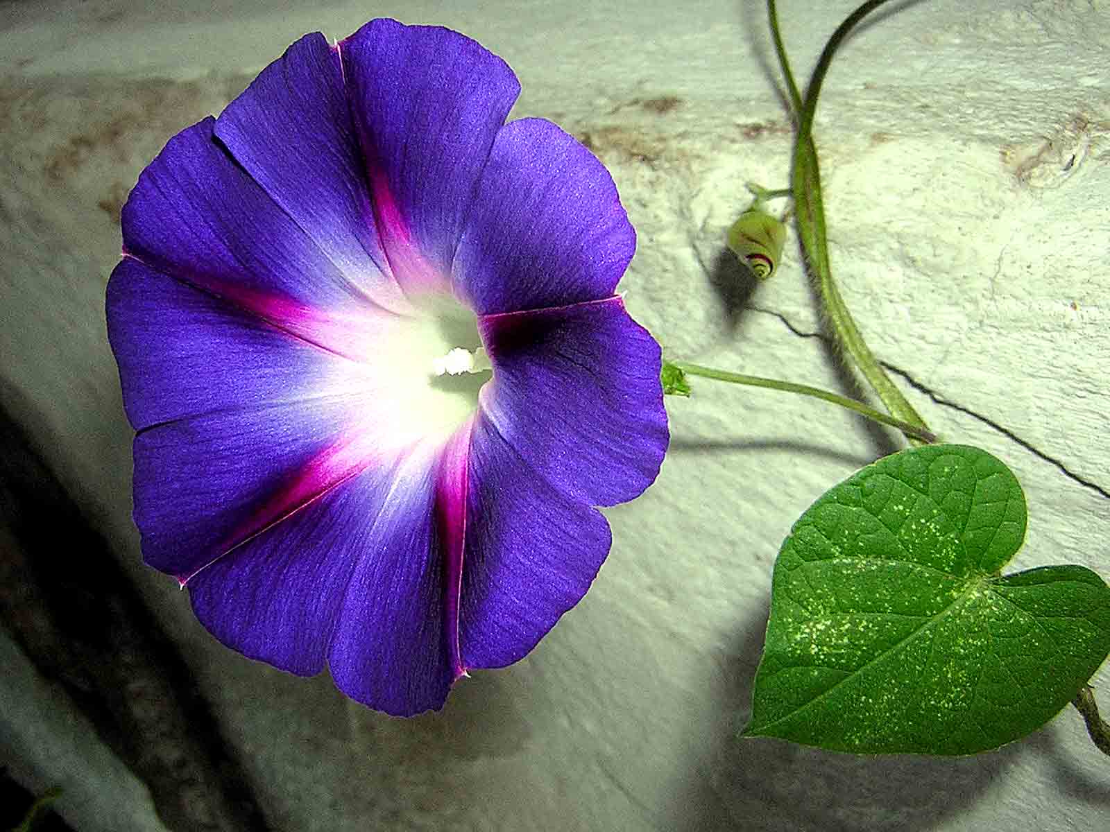 Morning Glory Wallpaper Glory September Flowers