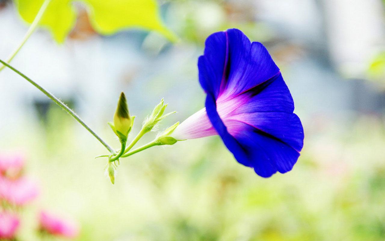 One Morning Glory Flower #Picture