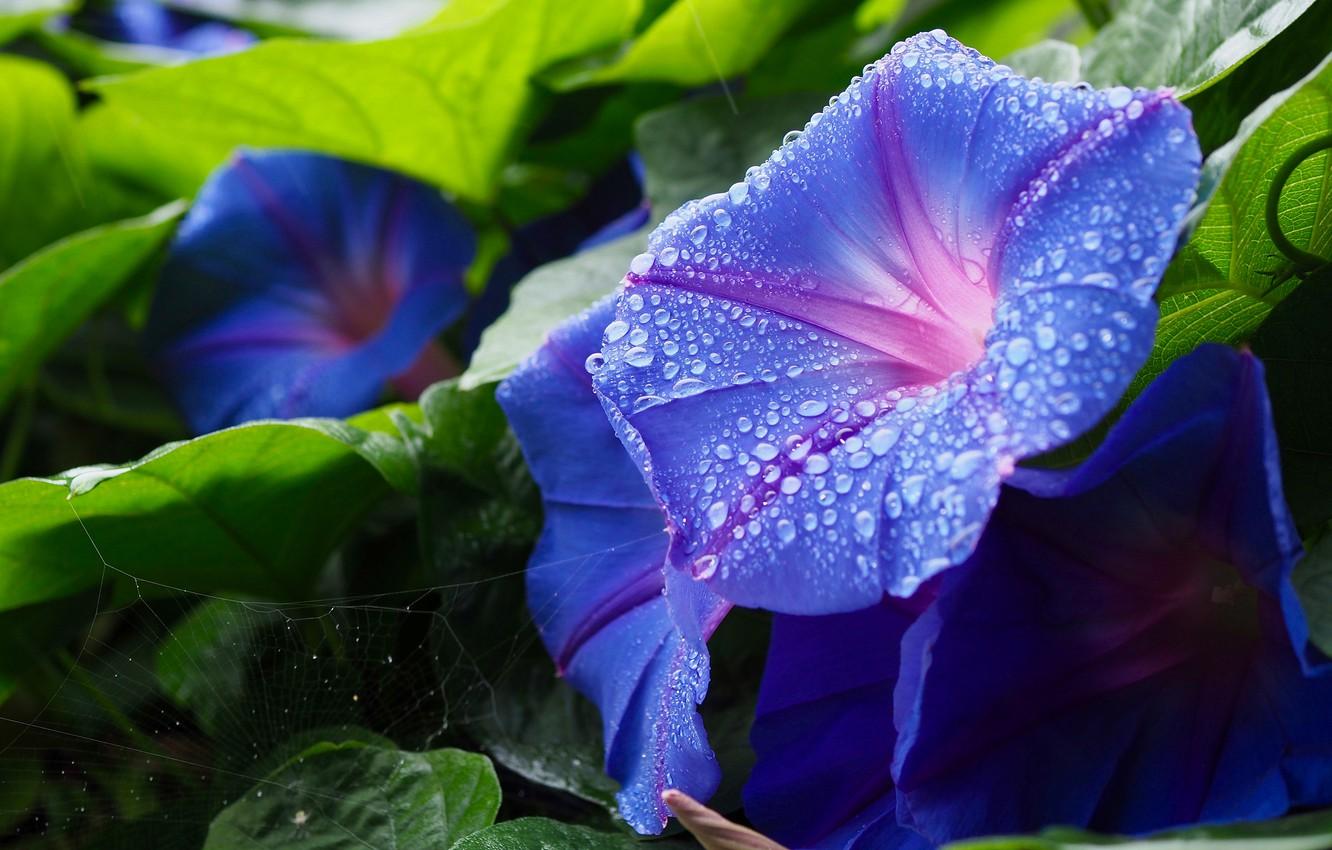 Wallpaper leaves, drops, macro, flowers, web, garden, blue