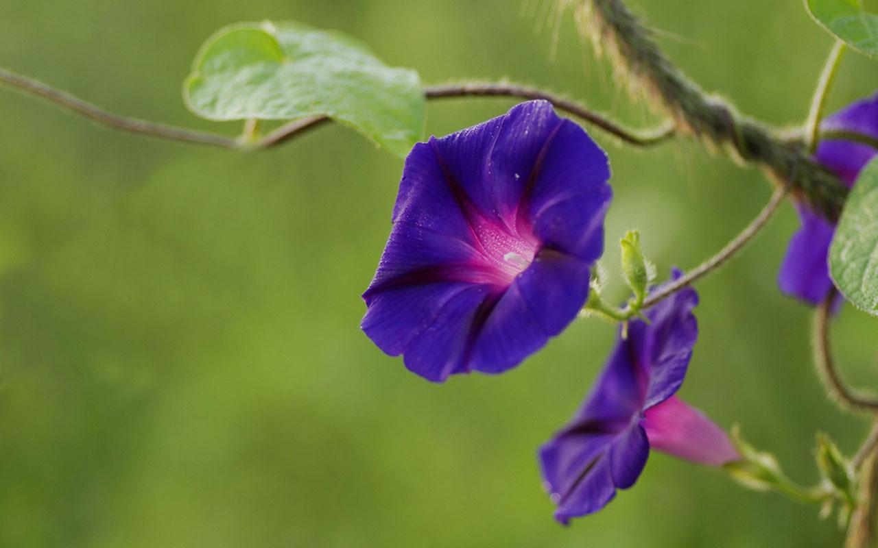 Morning Glory Wallpapers - Wallpaper Cave