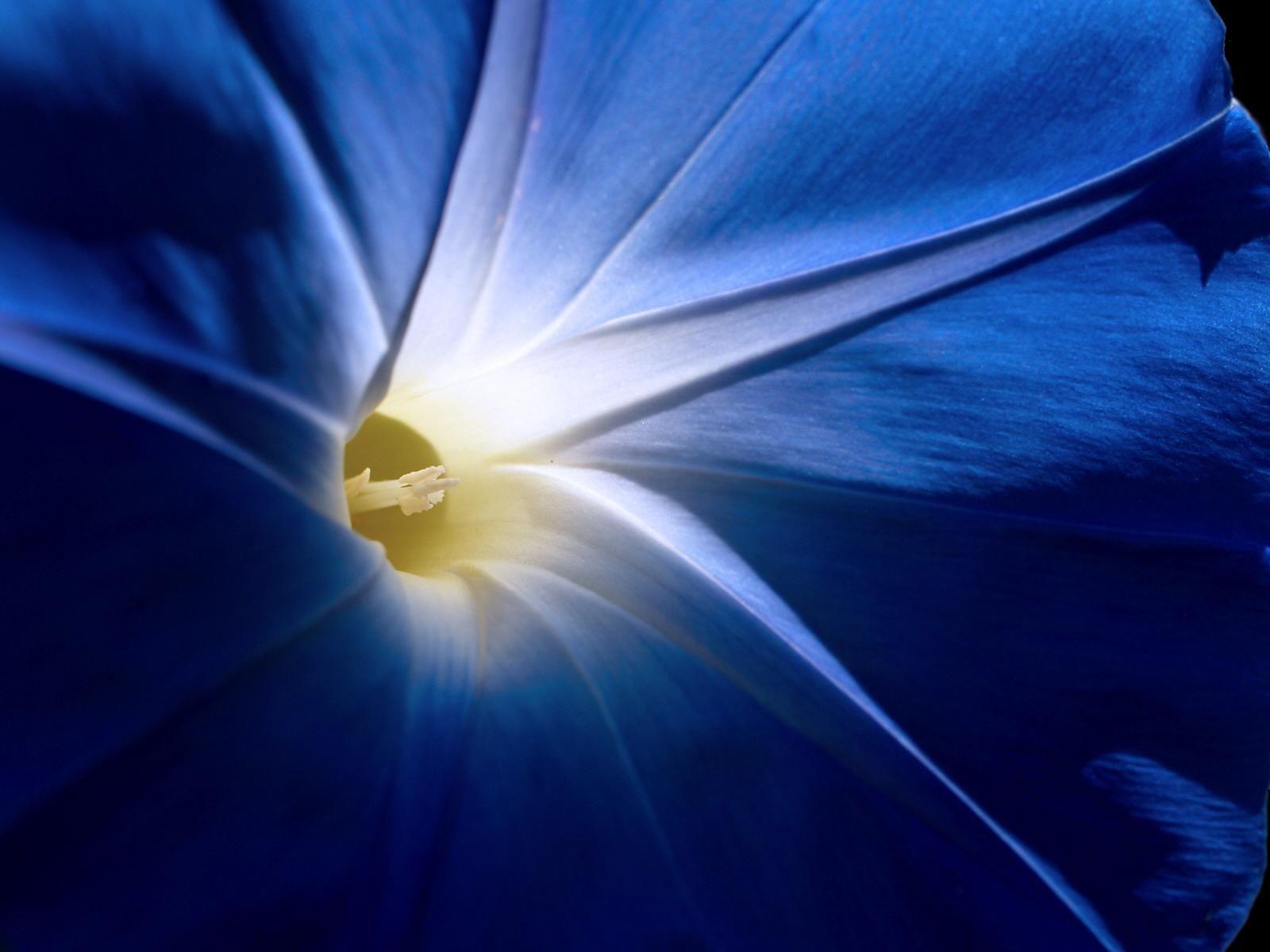 Morning Glory. Flowers, Plants & Trees. Blue morning glory