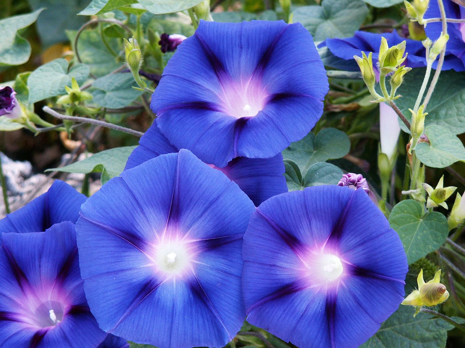 Morning Glory Wallpaper High Quality