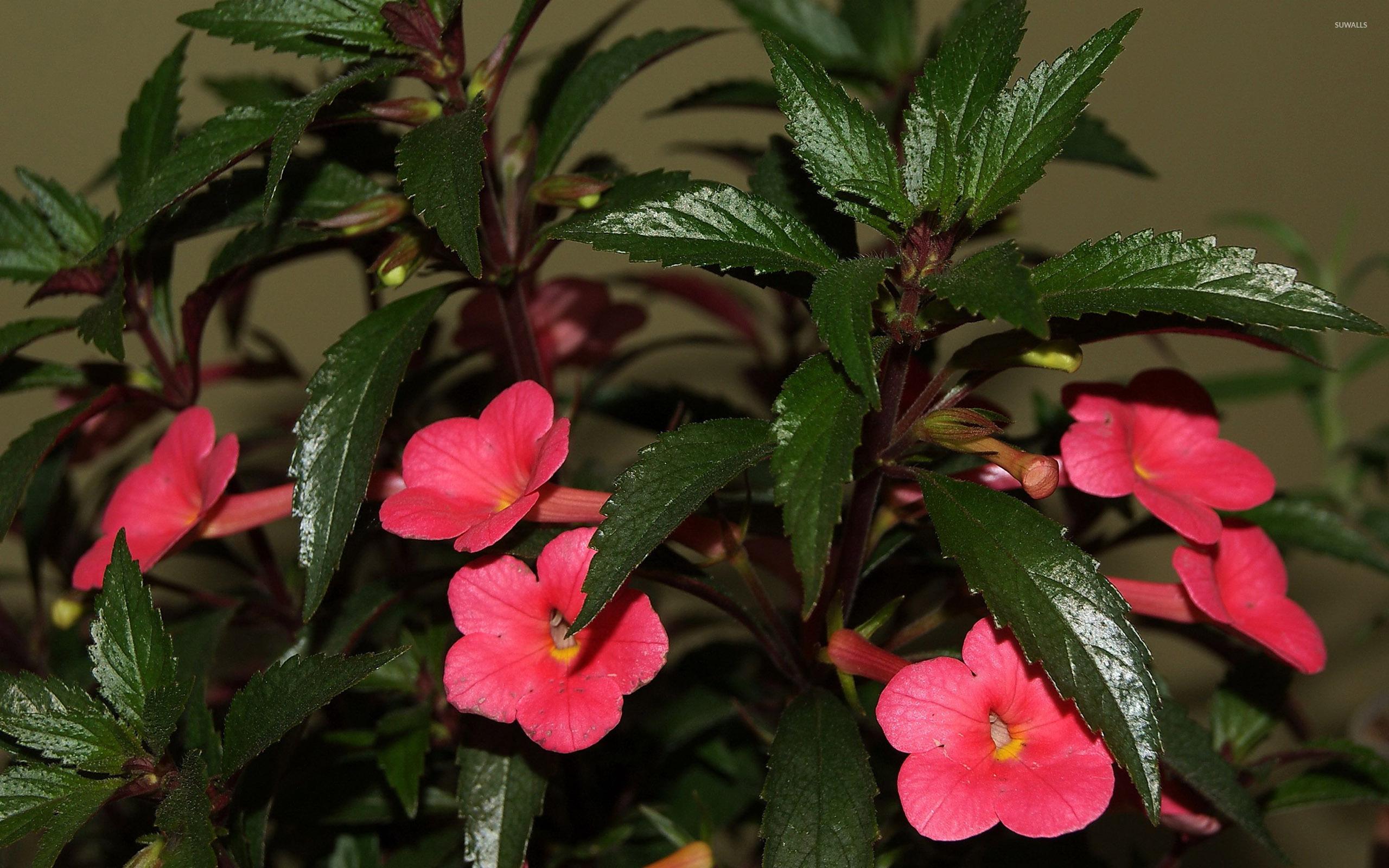 Pink morning glories wallpaper wallpaper