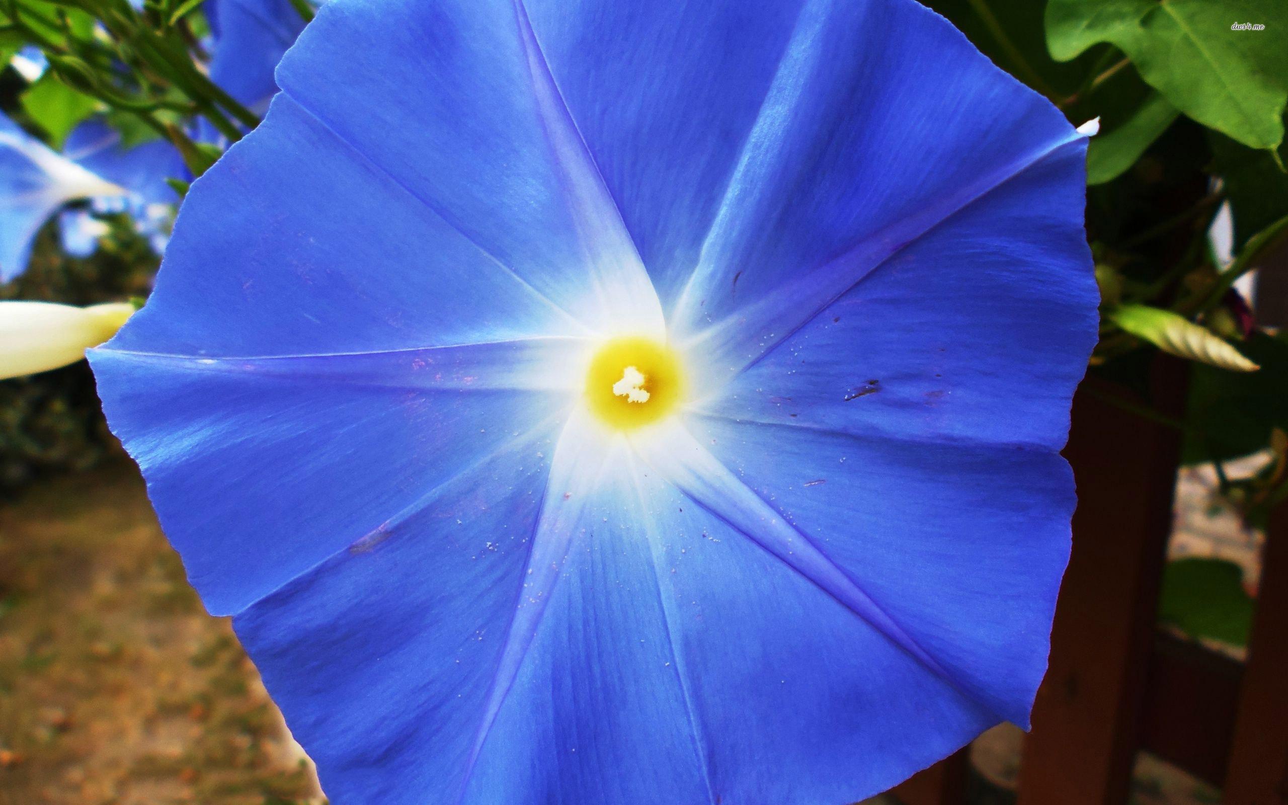 Blue morning glory wallpaper wallpaper