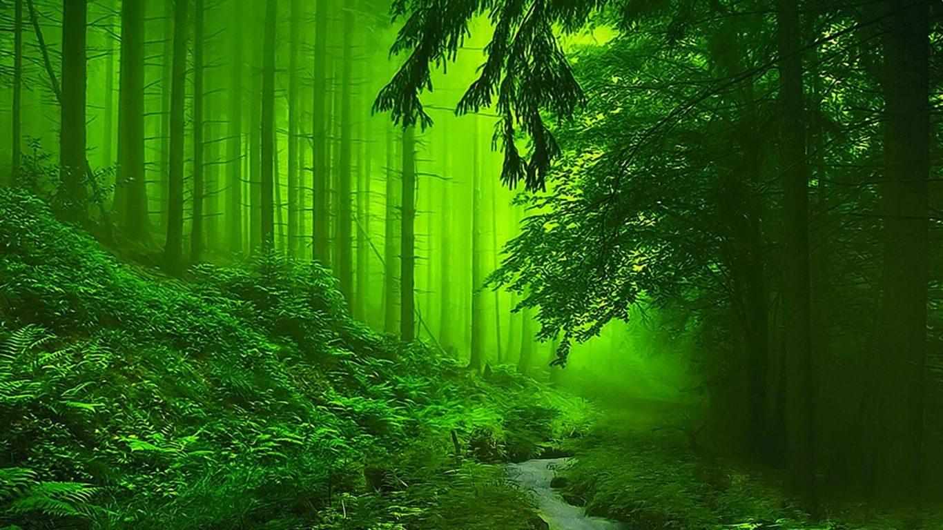 Bonsai Tree Nature HD Wallpaper iPhone 6 Tree Forest